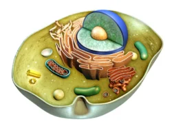 Fluorescent Cell Organelle Stains - Free Brochure Launched By MoBiTec GmbH