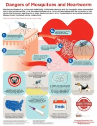 "Double Defense" Heartworm Protocol Ranks as Top Story in 2016