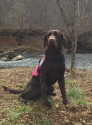 Service Dogs by Warren Retrievers Delivers Diabetic Alert Dog to Transylvania LA
