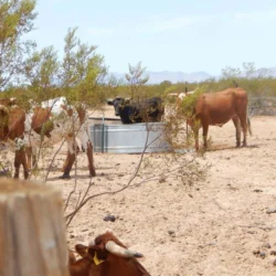 Arizona Cattle Ranch Foreclosures, Short Sales, and Bank Owned REO Horse Property For Sale