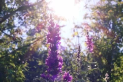 Moderate May Weather Makes Gardening Easy