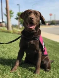 Service Dogs by Warren Retrievers Delivers Diabetic Alert  Service Dog to Child in Thousand Oaks, Ca