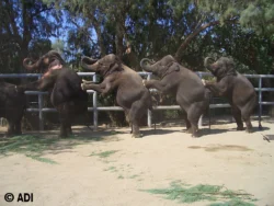 Elephants giving rides at this year’s Colorado Renaissance Festival were abused, says Animal Defenders International