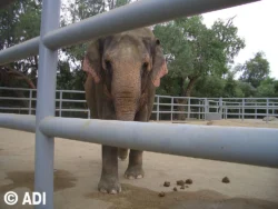 Elephants giving rides at this year’s Minnesota Renaissance Festival were abused, says Animal Defenders International