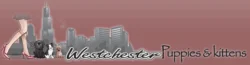 FACEBOOK FANPAGE CREATED TO SUPPORT WESTCHESTER PUPPIES & KITTENS