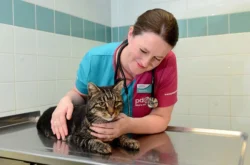 The 5 Essential Skills To Be A Wildlife Veterinary Assistant