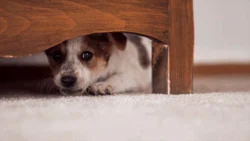 Fears for impact on pets as we return to work