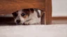 Fears for impact on pets as we return to work