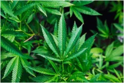 4 Best Easy to Grow Cannabis Plants in the Market