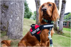 CBD Oil For Our Assistance Dogs