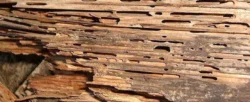 How Much Can Termite Damage Affect the Price of Your House?