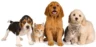 Pet Friendly Drug Rehabs – What Are They?