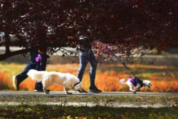 The Untold Benefits of Dog Ownership (For Those on the Fence About Fido)