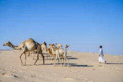 Baby Camel Bonanza: QNTC Celebrates the End of Calving Season With Endearing Mother & Baby Images