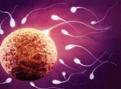 Egg Donation is on the Rise Across the US