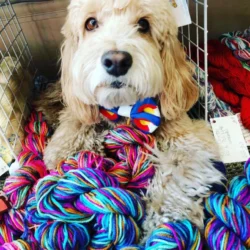 11th Annual Spring Yarn Event Spectacular!
