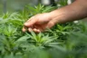 4 Potential Benefits of Cannabis