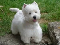 The Dynamic Pet Duo talk about disease prevention on this week’s episode of “The Pet Buzz”
