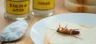Most Effective Techniques To Eliminate Roaches In Your Apartment