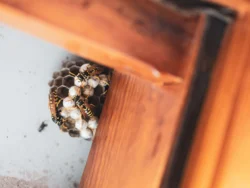 10 Most Effective Ways to Keep Pests Away