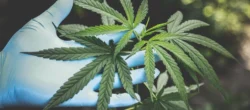 Why you should use CBD oil