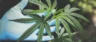 Why you should use CBD oil