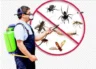 Do Cockroaches Bite & What Do Roach Bites Look Like?