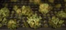 4 Alternative Uses for a Rosin Press for Weed