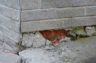 Best Methods Of Assessing the Structural Integrity of Your Home
