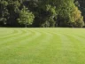 How to Transform an Unkempt Garden into a Leafy Paradise