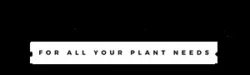 Brisbane Plant Nursery Offers Foxtail Palms, Oleander, and Strelitzia Nicolai
