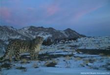 Mongolia to Create New Protected Area for Snow Leopards