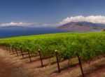 Discover Maui's Craft Beer, Wine & Spirits Community