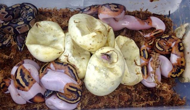 xyzReptiles expecting Baby Ball Pythons For Sale Starting April 14th xyzReptiles expecting Baby Ball Pythons For Sale Starting April 14th