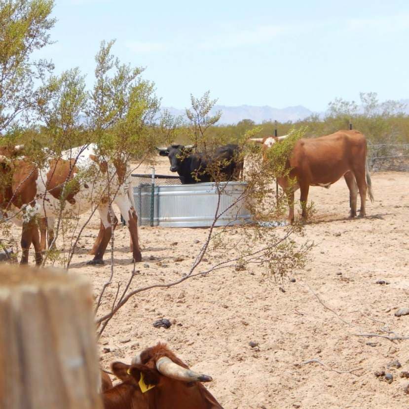 Arizona Cattle Ranch Foreclosures, Short Sales, and Bank Owned REO Horse Property For Sale Arizona Cattle Ranch Foreclosures, Short Sales, and Bank Owned REO Horse Property For Sale