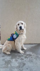 Service Dogs by Warren Retrievers Delivers Autism Service Dog to Child in Coventry CT