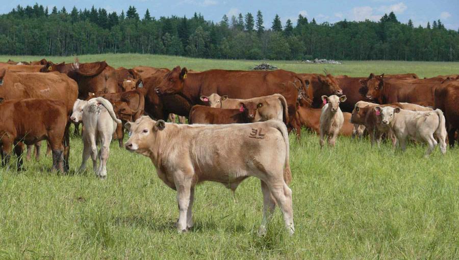 Arizona Cattle Ranches For Sale By Owner on State, BLM, and Deeded Land Arizona Cattle Ranches For Sale By Owner on State, BLM, and Deeded Land