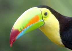 New Birding Field Guide App for Belize