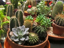 Buy Cactus and Succulent Plants Online From MyBageecha at the Best Rates