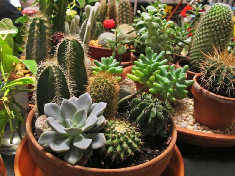 Buy Cactus and Succulent Plants Online From MyBageecha at the Best Rates Buy Cactus and Succulent Plants Online From MyBageecha at the Best Rates