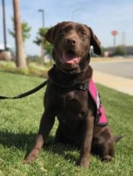 Service Dogs by Warren Retrievers Delivers Diabetic Alert Service Dog to Child in Thousand Oaks, Ca