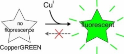 CopperGREEN: A Fluorogenic Compound for the Specific Detection of Copper(I) Ions in Living Cells