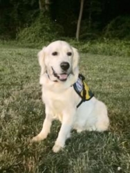 Service Dogs by Warren Retrievers Delivers Autism Service Dog to Child in MA