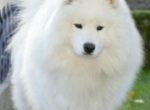 Teresa Heaver From Kabeara Kennels Only Breeds Samoyeds With Nothing but Love
