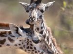 Toys'R'Us® and African Wildlife Foundation Join Forces to Promote Conservation Education in Celebration of World Giraffe Day