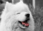 Kabeara Kennels and the Samoyed Breed