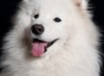 Teresa Heaver of Kabeara Samoyeds — 10 Things to Know About the Samoyed Breed