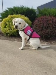 Service Dogs by Warren Retrievers Delivers Diabetic Alert  Service Dog to Child in Suisun City, CA