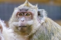 Alpha Genesis Indonesian Macaques Show Unique Research Potential