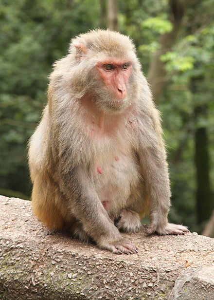 Primate Research Organization Alpha Genesis Recognized in 2018 Grant Thornton SC100 Primate Research Organization Alpha Genesis Recognized in 2018 Grant Thornton SC100